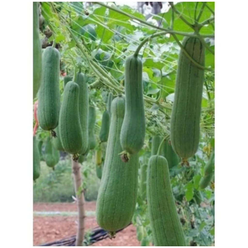 biji /benih gambas oyong Taiwan ( 50 butir )