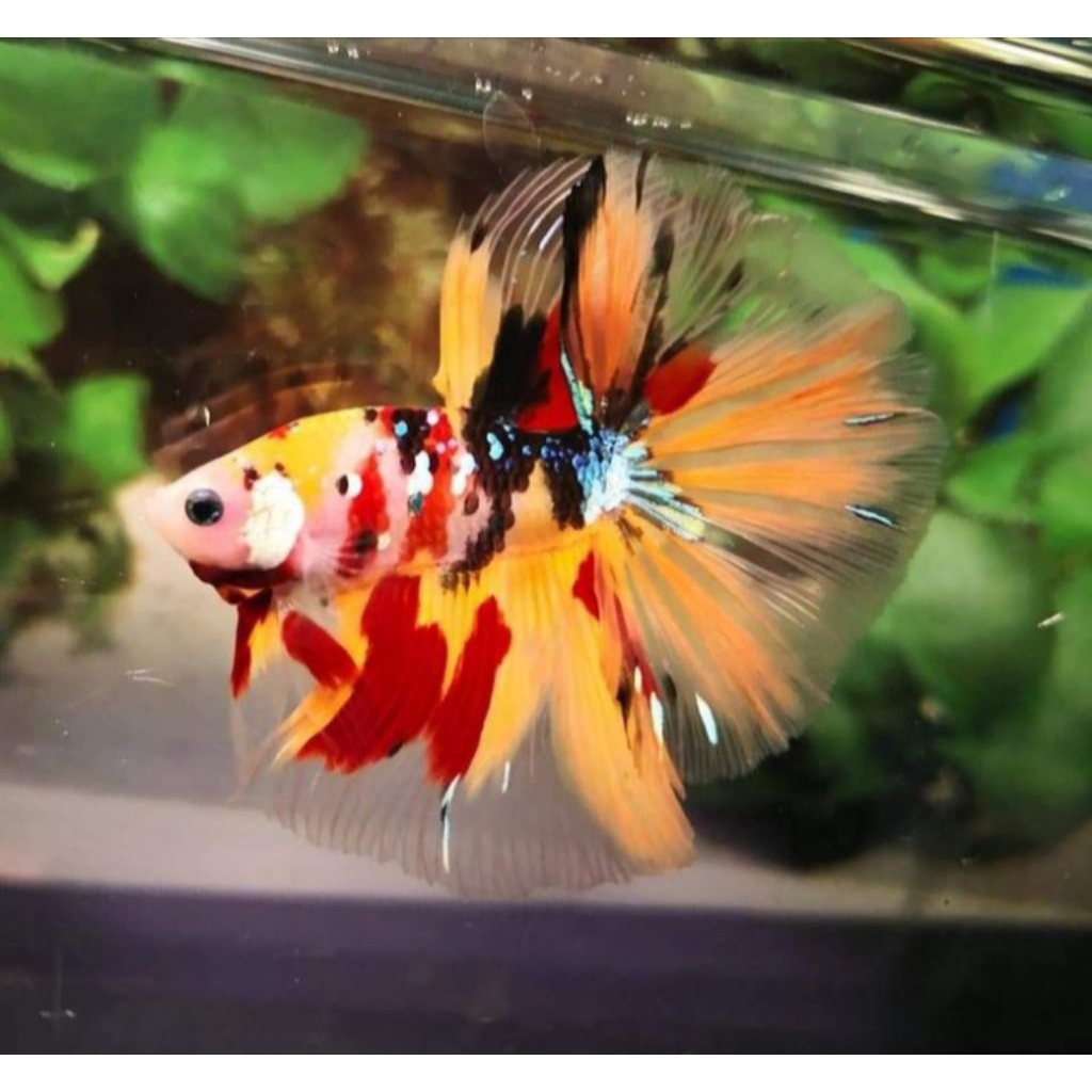 Ikan Cupang Betta Halfmoon Multicolor Jantan Dewasa Ukuran M