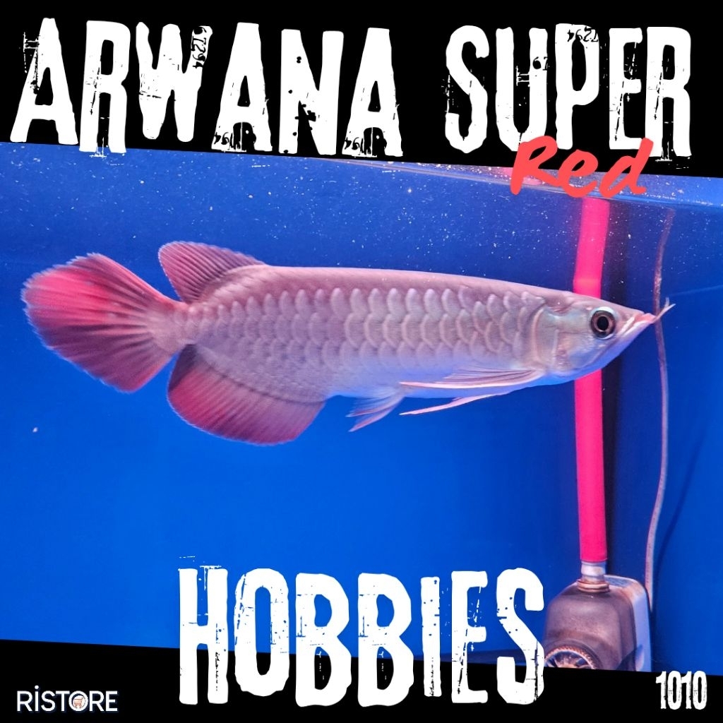 Arwana Super Red 24cm good quality Hobbies