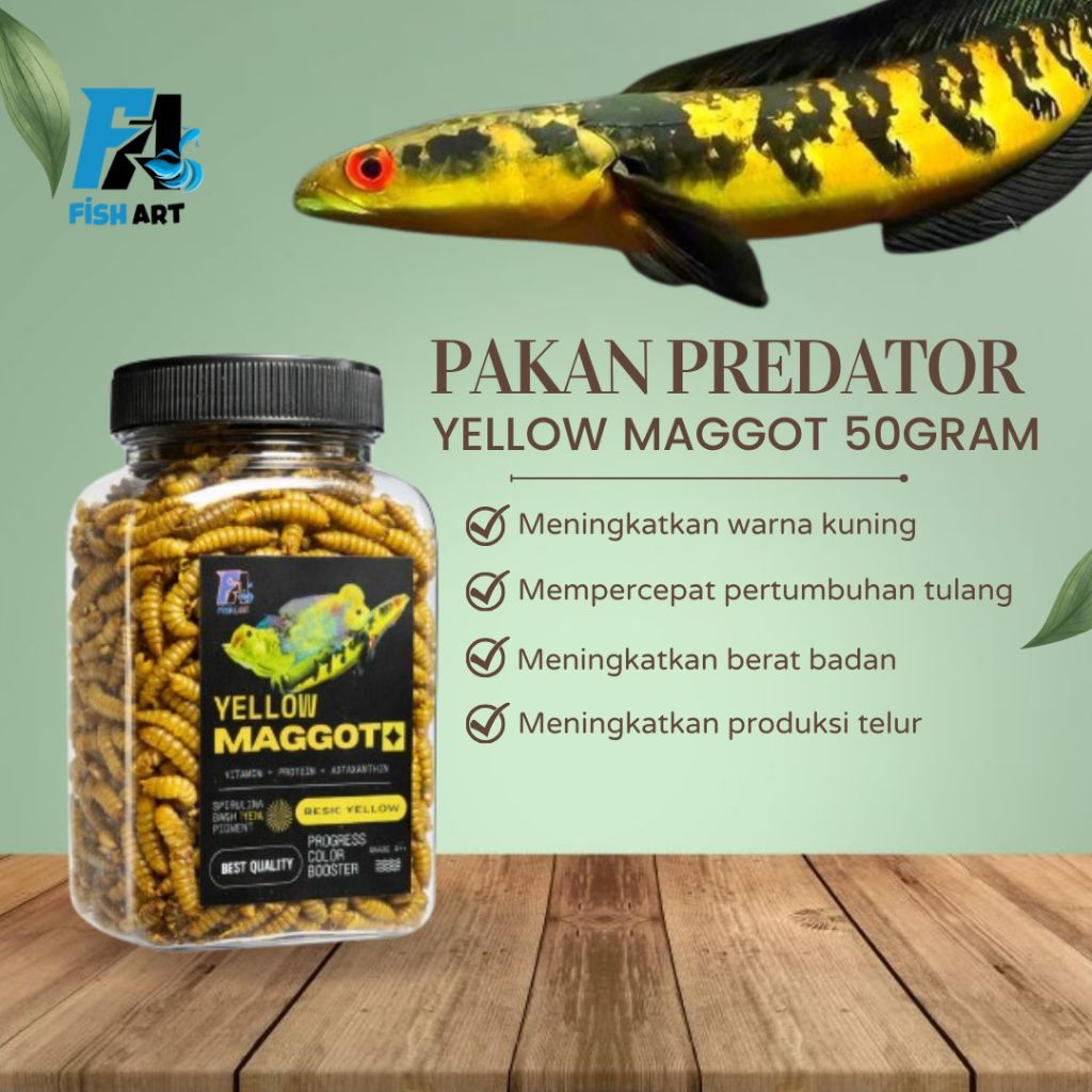 YELLOW MAGGOT GRADE A 50gram | PAKAN PREDATOR CHANNA YS