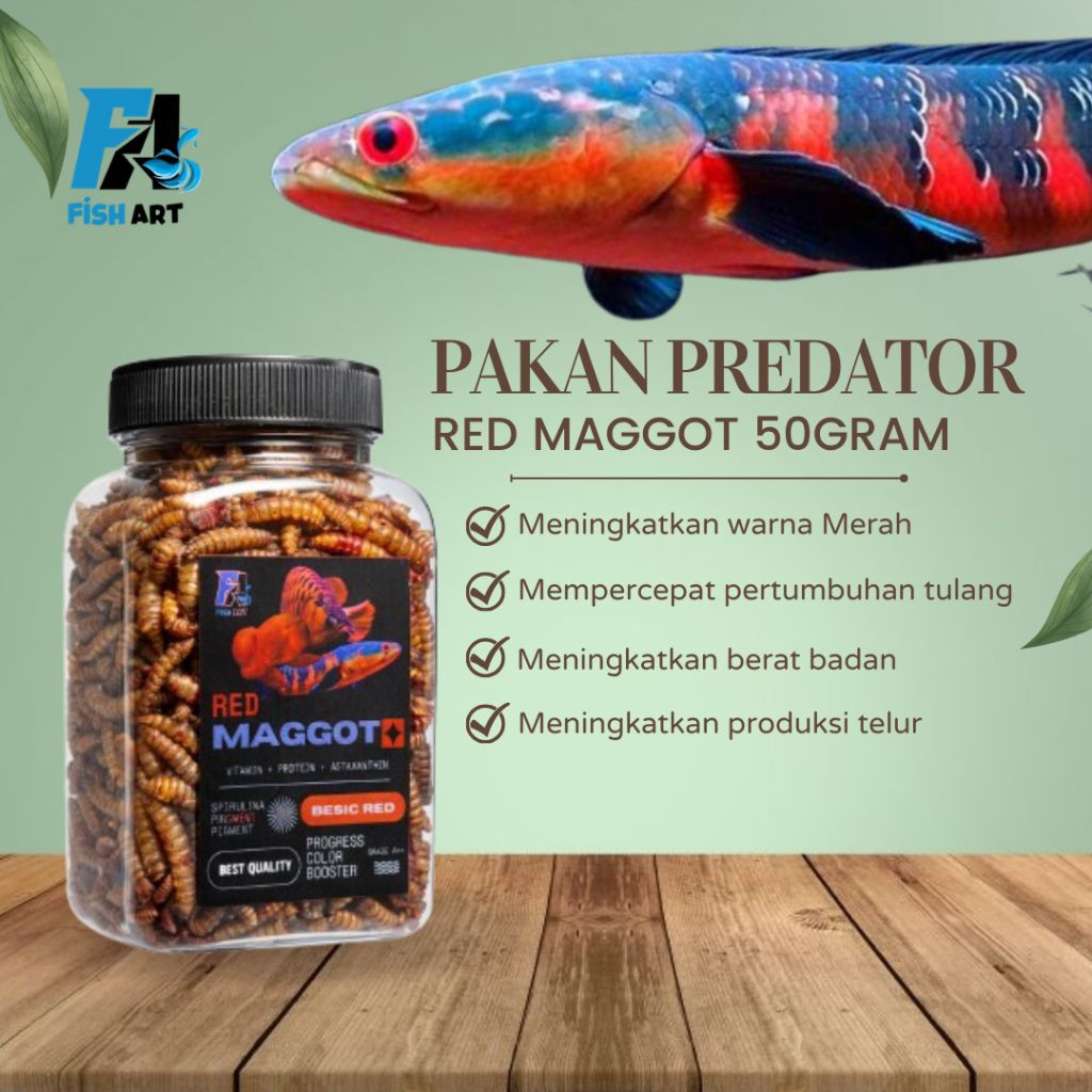 RED MAGGOT GRADE A 50GRAM | PAKAN PREDATOR CHANNA RED BARITO