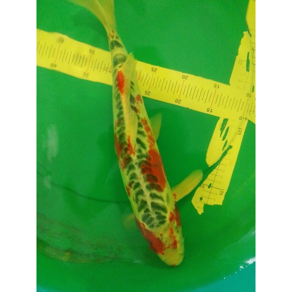 Ikan koi jenis Kujaku Doitsu 42cm antik jarang