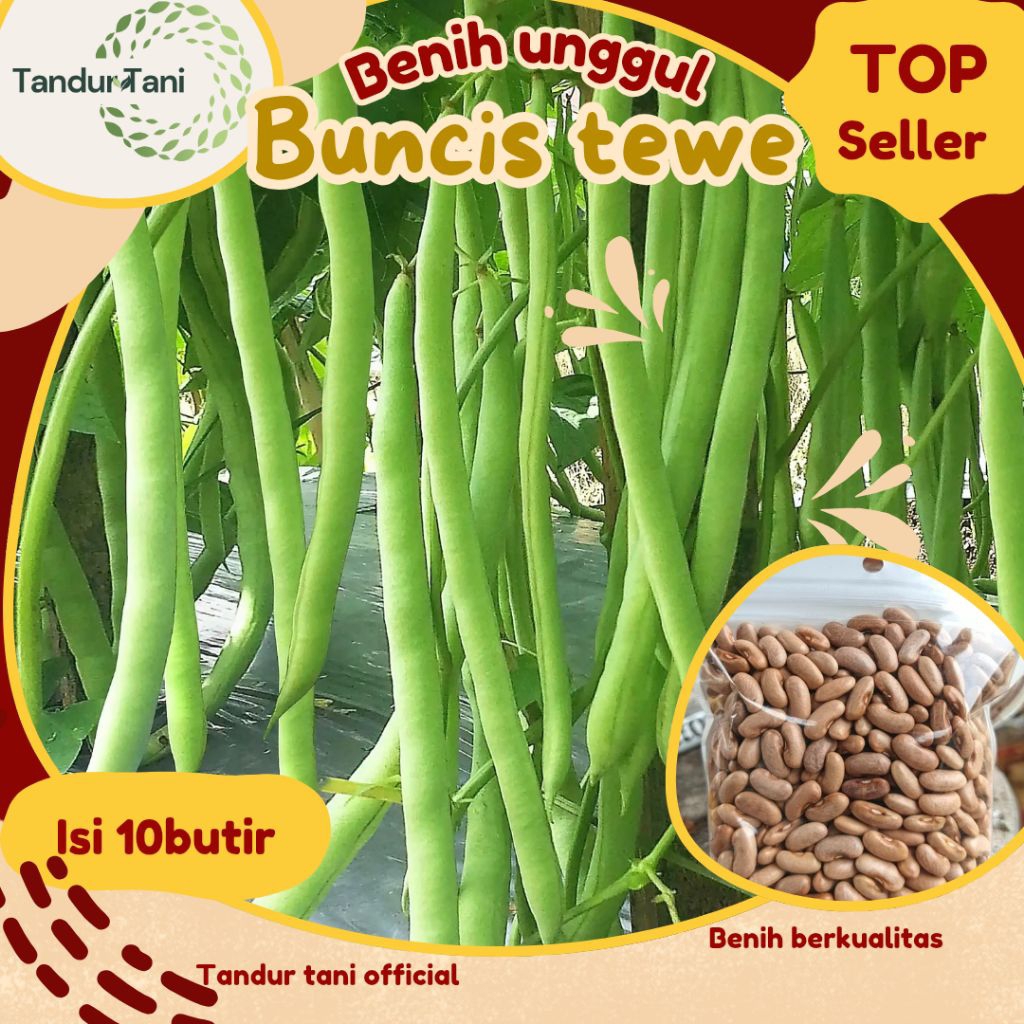 Tandur tani +10 Butir) Benih Buncis putih unggul Buncis tewe