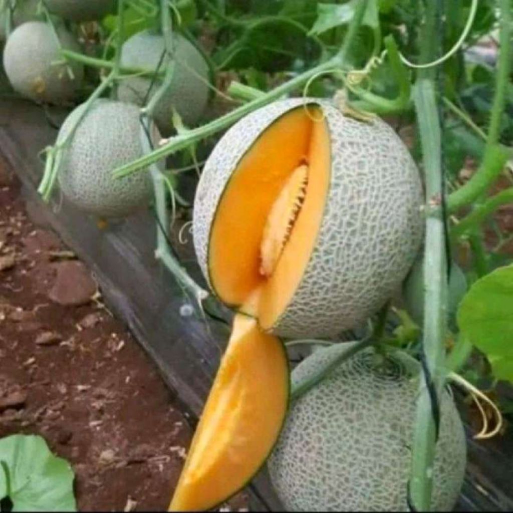 biji/benih melon jepang Sakata (15 Butir )