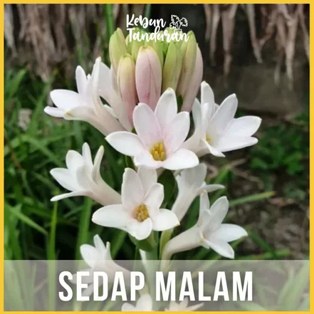 (KTM) Tanaman Bunga Sedap Malam Wangi Bibit Hidup Kembang Sundel Sedap Malam Pohon Asli Siap Berbung