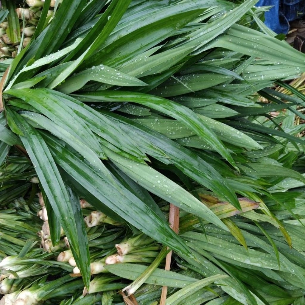 Daun pandan segar 1kg