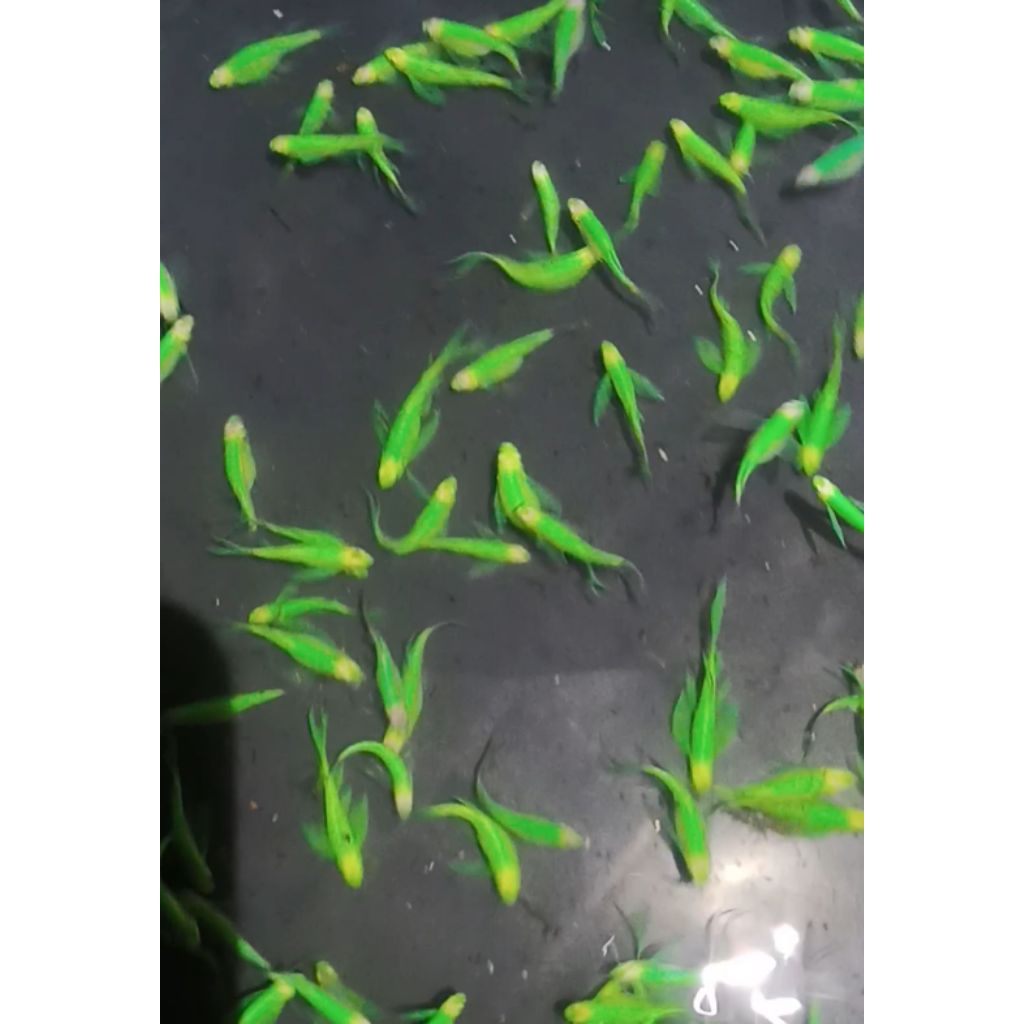 Miniatur Danio slayer