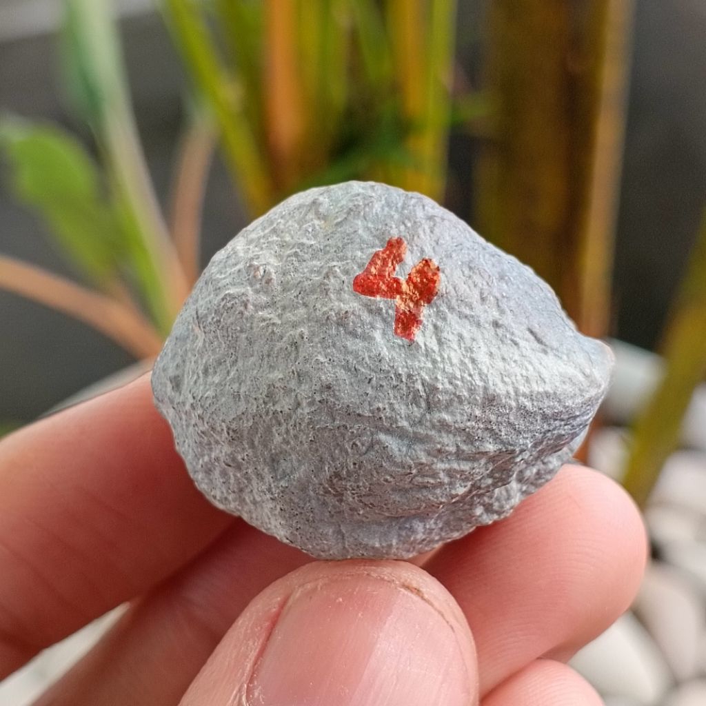 Muncang Adu Manohara JR kode 4