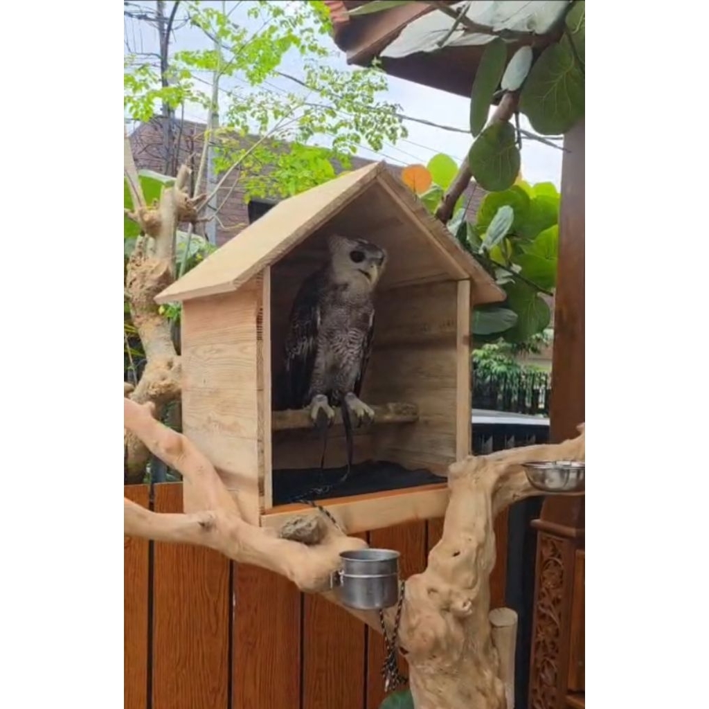 Rumah burung hantu glodok rumah owl