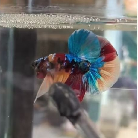 HMPK MULTY COLOR ( baby hmpk )