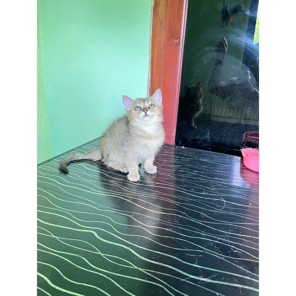 kucing BSH golden shaded vaksin