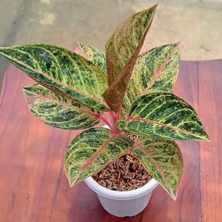 aglonema legacy green