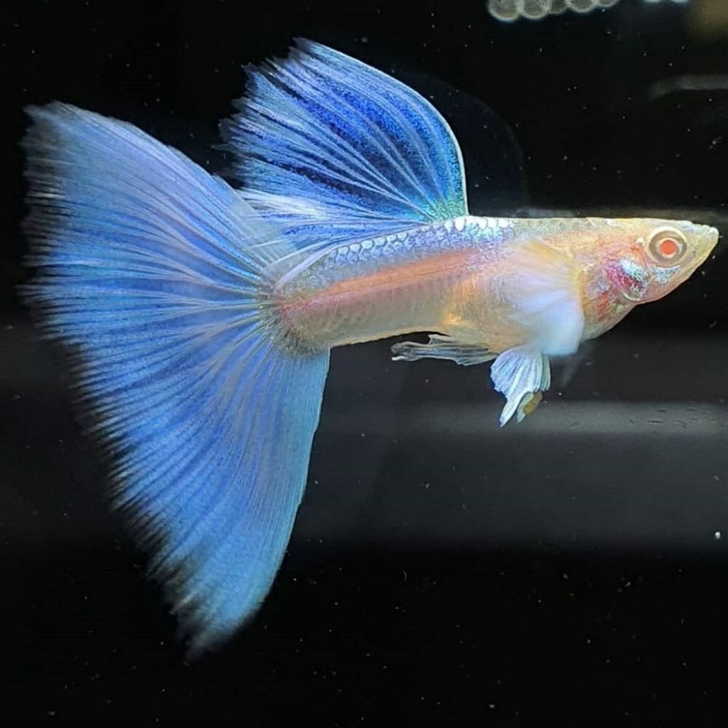 GUPPY SKYBLUE GEN RIBBON