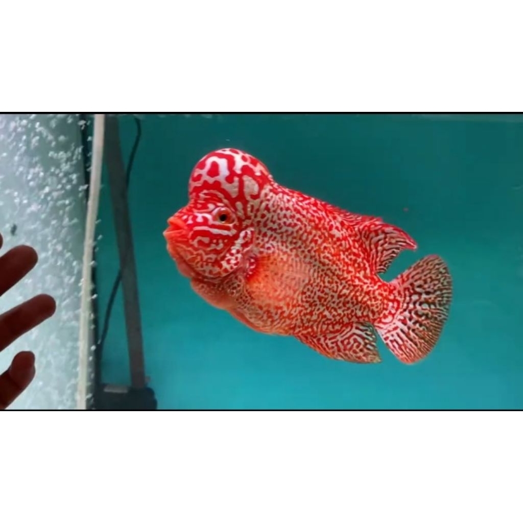 Kamfa f2 Ori Thailand Louhan Bigsize