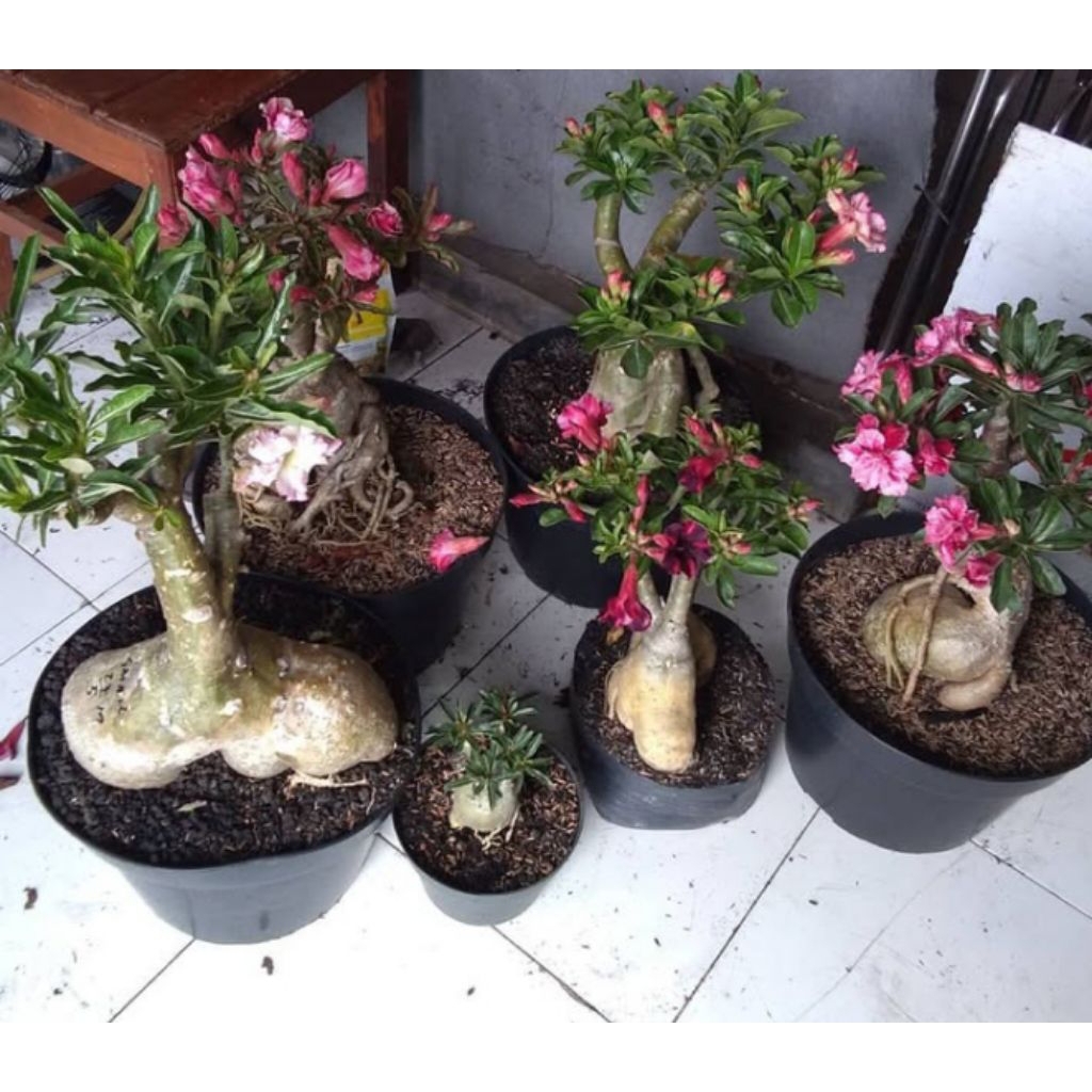 Promo tanaman hias bunga  Adenium Obesum mawar gurun, Adenium Arabicum batang kokoh, Adenium Somalen