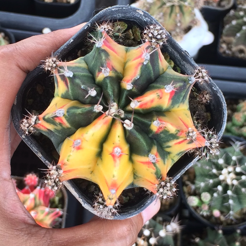 Gymnocalycium mihanovichii lost id hybrid pink yellow pink gymno id var hybrid varigata kaktus gymno