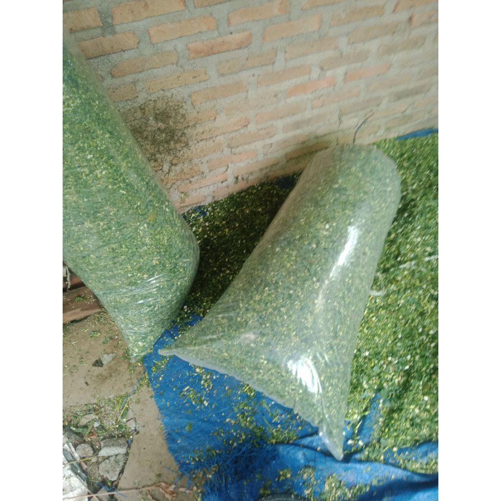 silase daun singkong