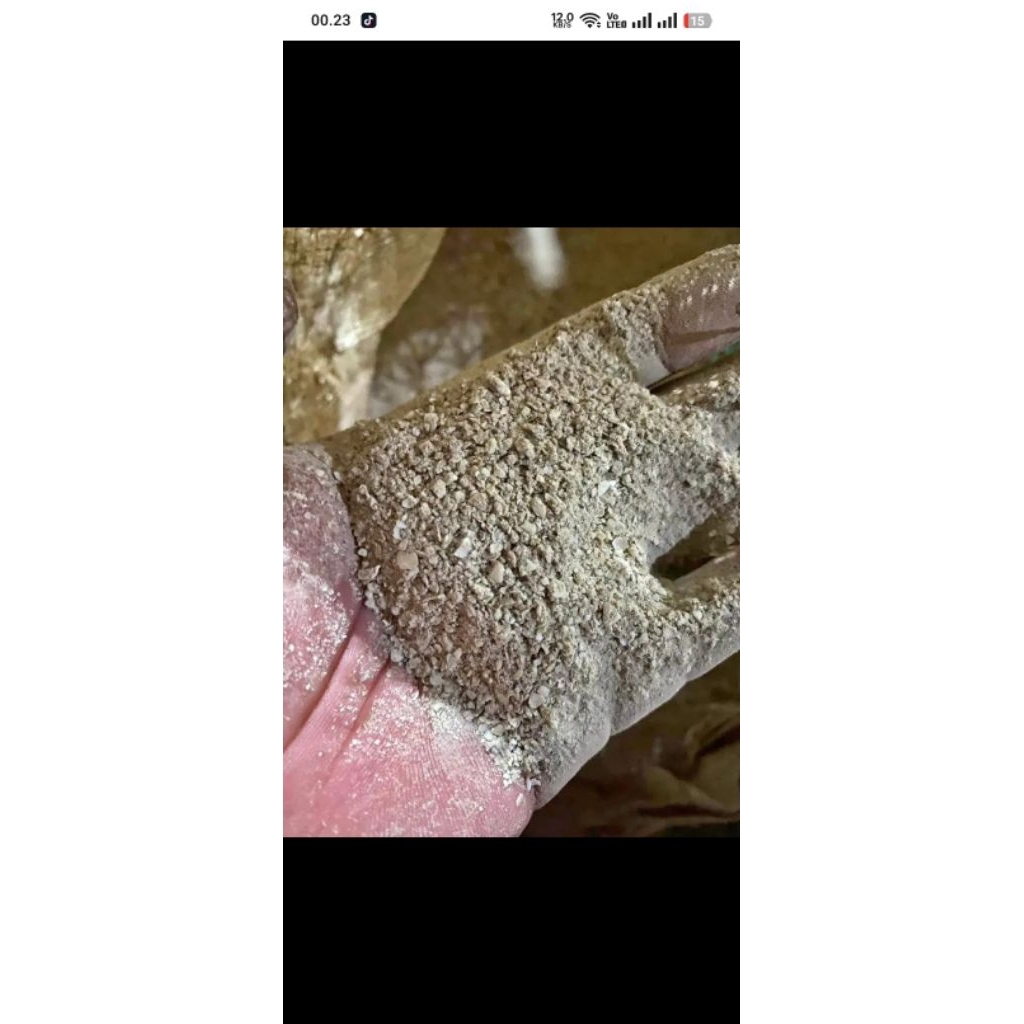 cangkang/kulit kupang kerang giling