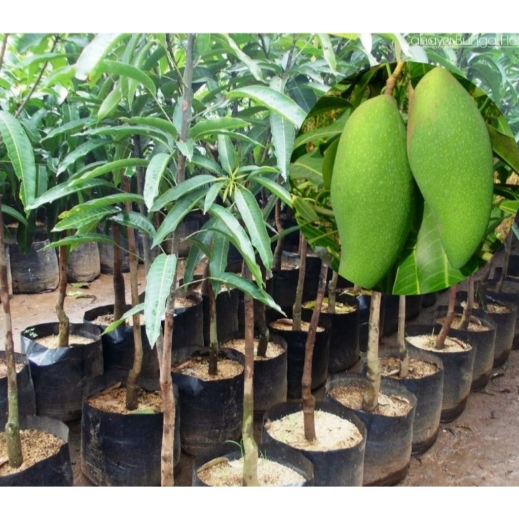 BIBIT TANAMAN BUAH MANGGA KIOJAY, POLYBAG 25