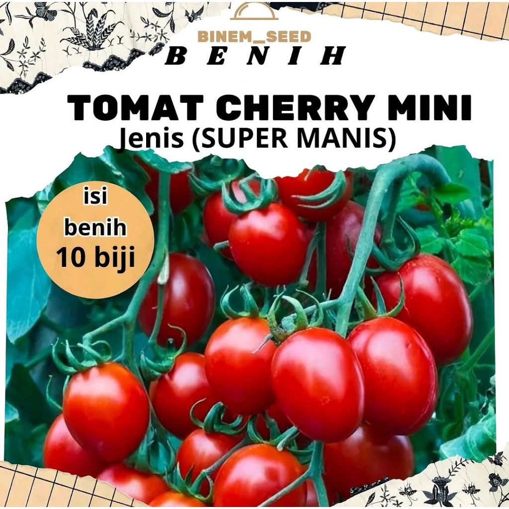 Benih tomat cherry mini super