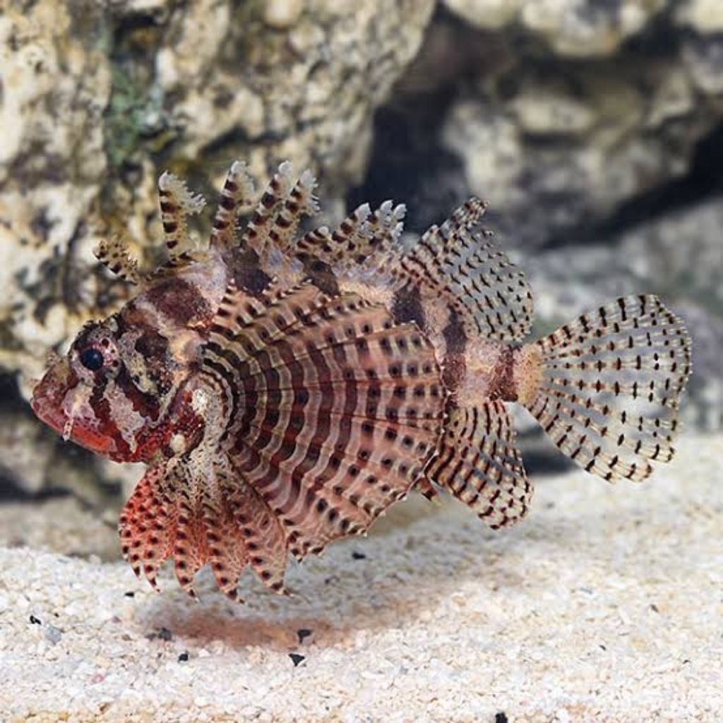 Ikan Hias Air Laut Dwarf Fuzzy Lionfish