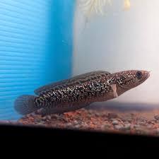 (Seafood) Asiatica RSP Kalimaya Grade A hiasan Aquarium 7-10