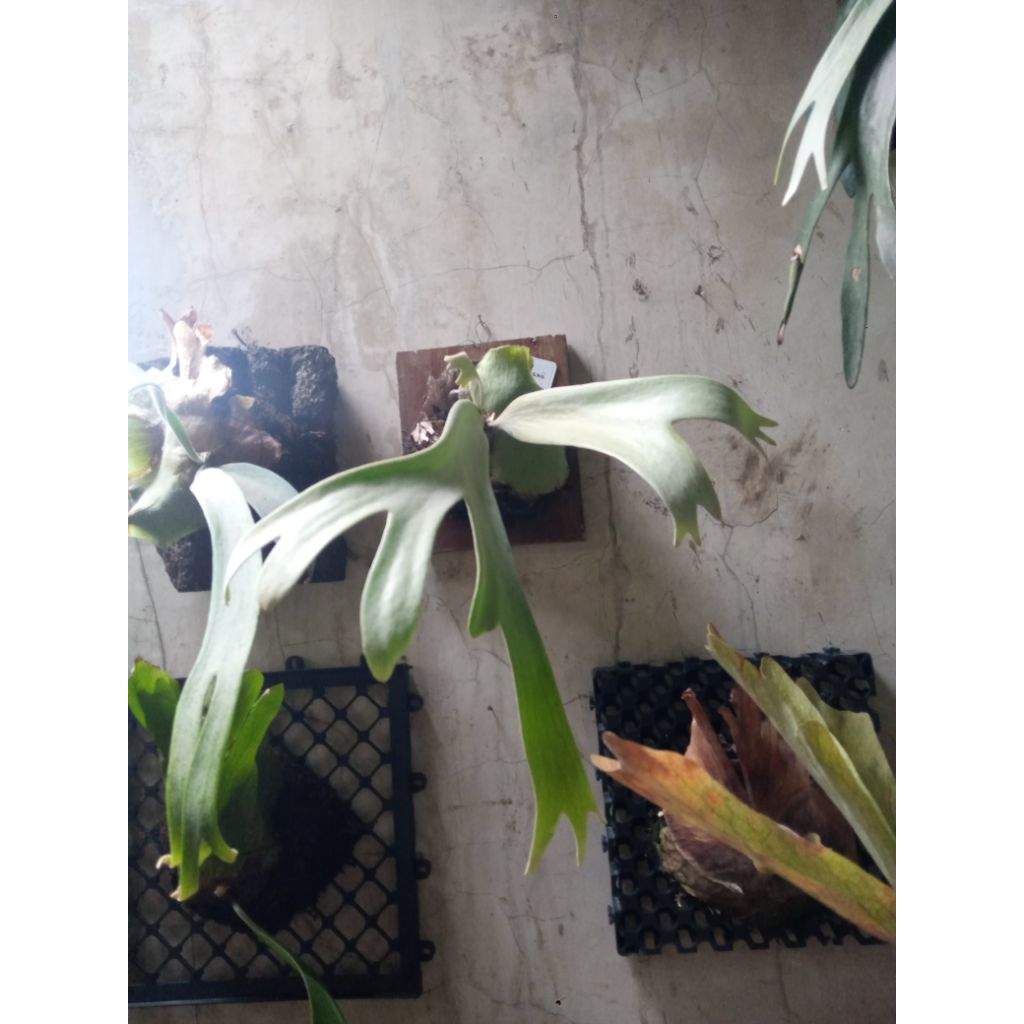 platycerium willinckii dewasa