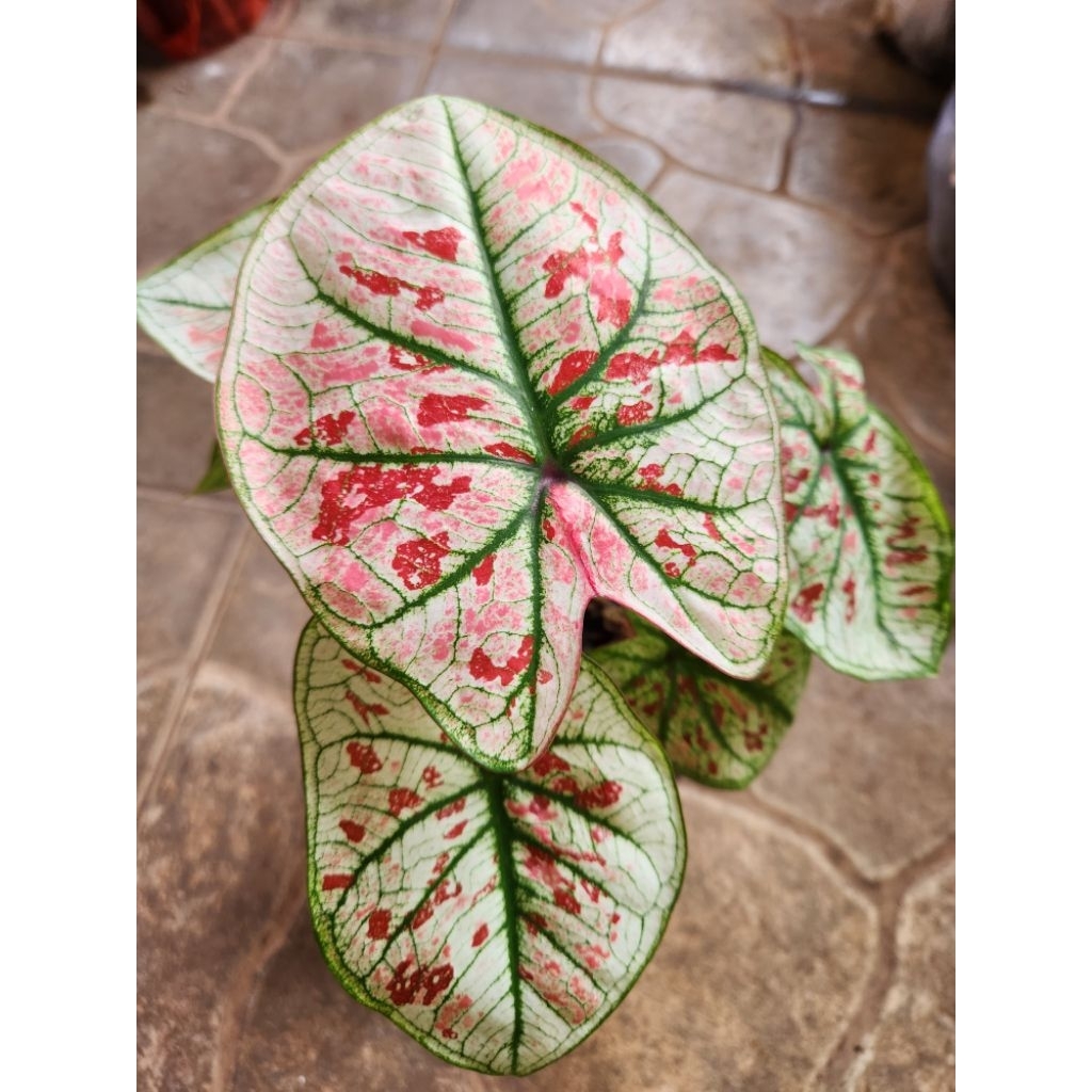 Tanaman caladium Strobery Thailand anakan remaja besar