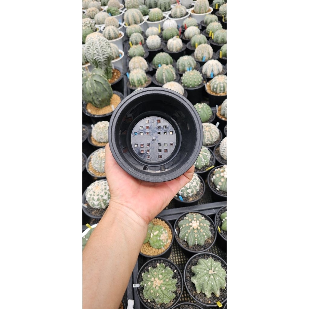 Pot Bonsai plastik ceper