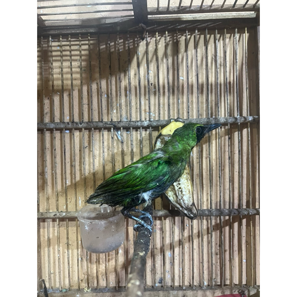 Cucak Hijau cucak ijo Cucak ijo Nopeng