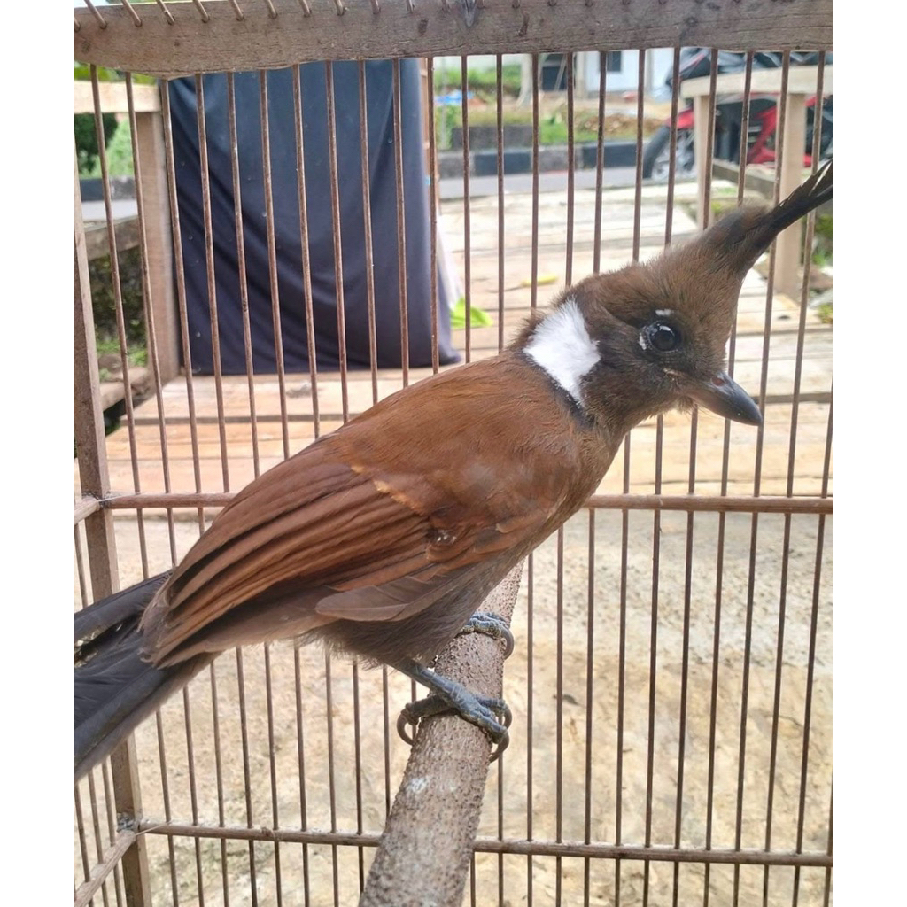 Burung Cililin Coklat Cililin trotol Cililin Sumatra
