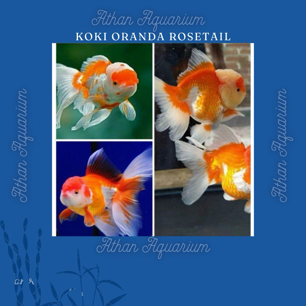 Koki Oranda Rosetail Size besar Ukuran 10cm