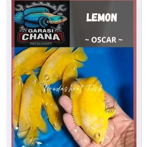 TERLARIS koleksi oscar lemon berkualitas bergaransi