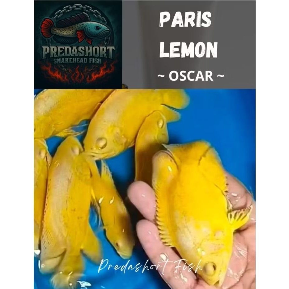 ikan hias oscar lemon 5-7cm real 100% bergaransi