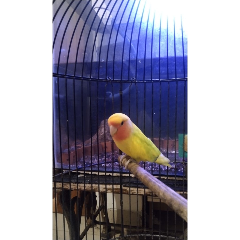 Lovebird Peachfaced Heavy Pied Green Opaline Holland