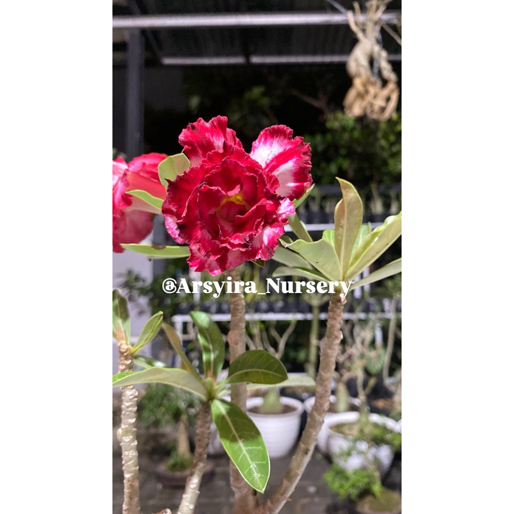 Tanaman Adenium PMK + media tanam + pot