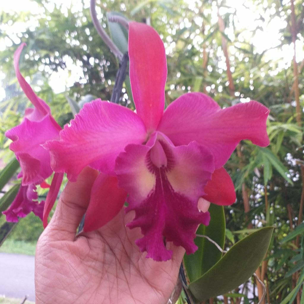 Anggrek Catleya/Orchid catleya bunga junbo