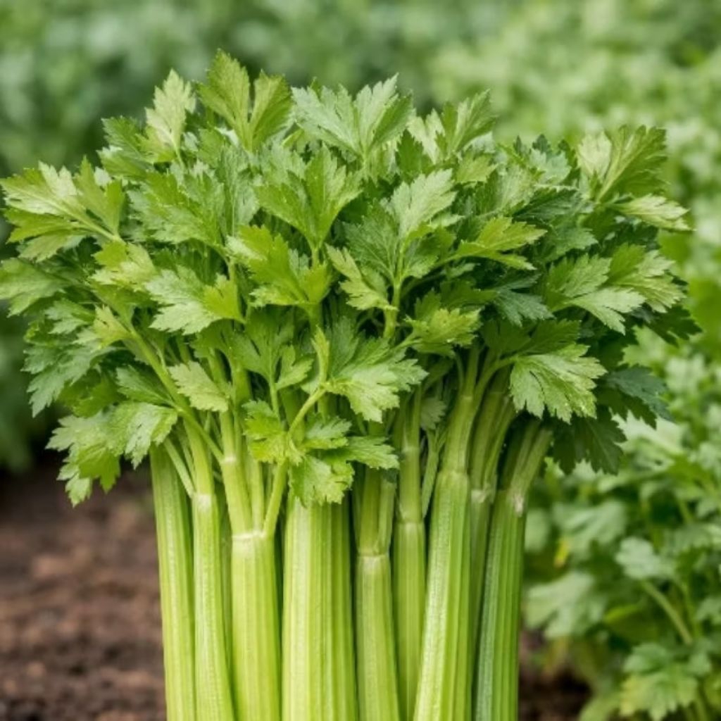 Seledri bibit seedBenih Seledri Amigo Cap Panah Merah Hidroponik