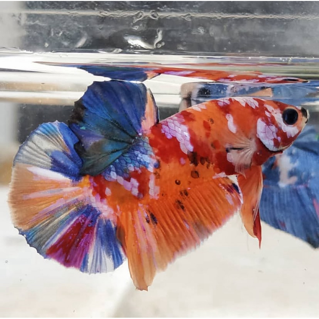 ikan cupang nemo galaxy proses mutasi indukan bagus istimewa