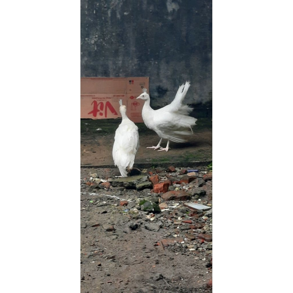 merak putih india sepasang