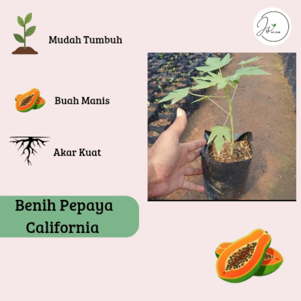 BENIH PEPAYA CALIFORNIA ASLI SIAP TANAM