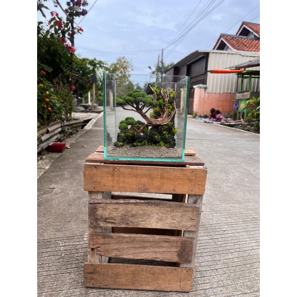 Aquascape Bonsai Mini DOYONG BAWAH