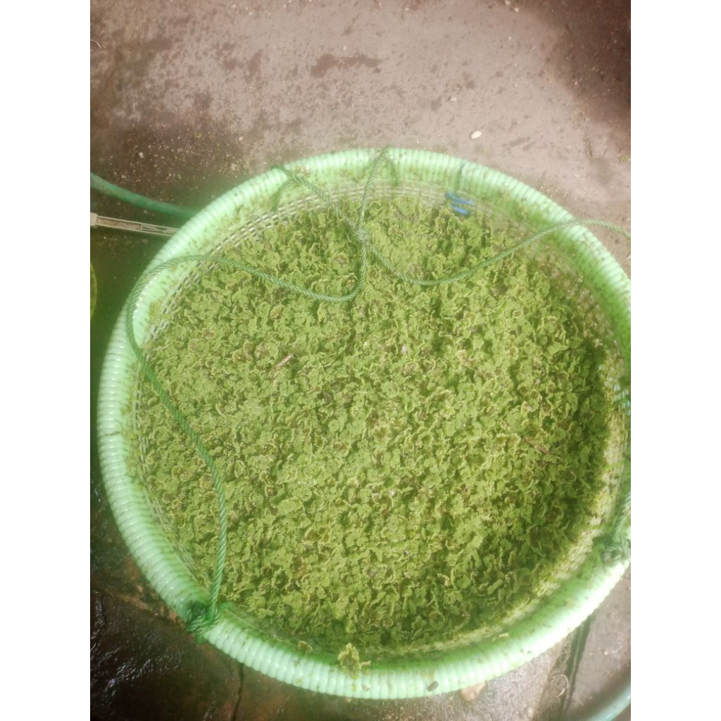 1kilo Rumput Azolla Microphylla - Tinggi Protein, Mudah Dicerna, Kultur Terawat