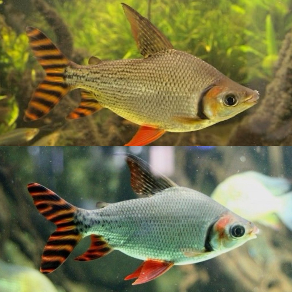 [Chan Aquatic] Ikan Hias American Flagtail Fish Red Feifeng RFF Size 18-20cm