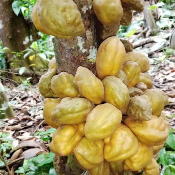 Buah Namnam / Pukih / Buah Pokih BUAH NAM NAM