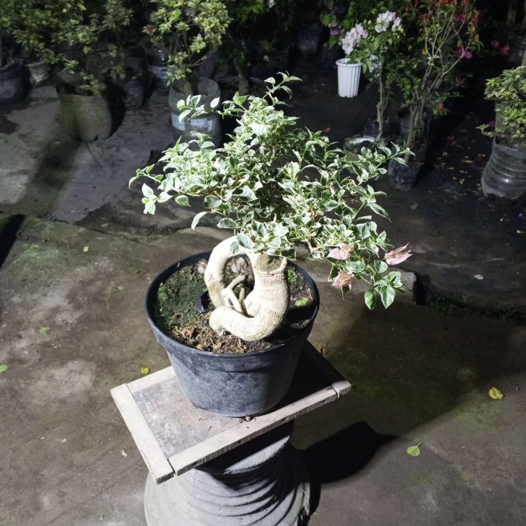 BUNGA BOUGENVILLE BONSAI