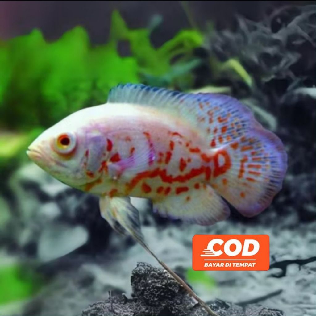 Ikan Oscar Albino Ikan Hias Predator Air Tawar Corak Batik Mata Merah