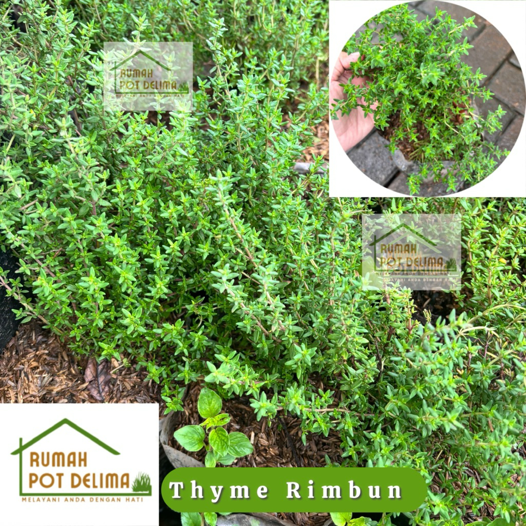 Tanaman Herbal Thyme - Bibit tanaman Thyme siap panen