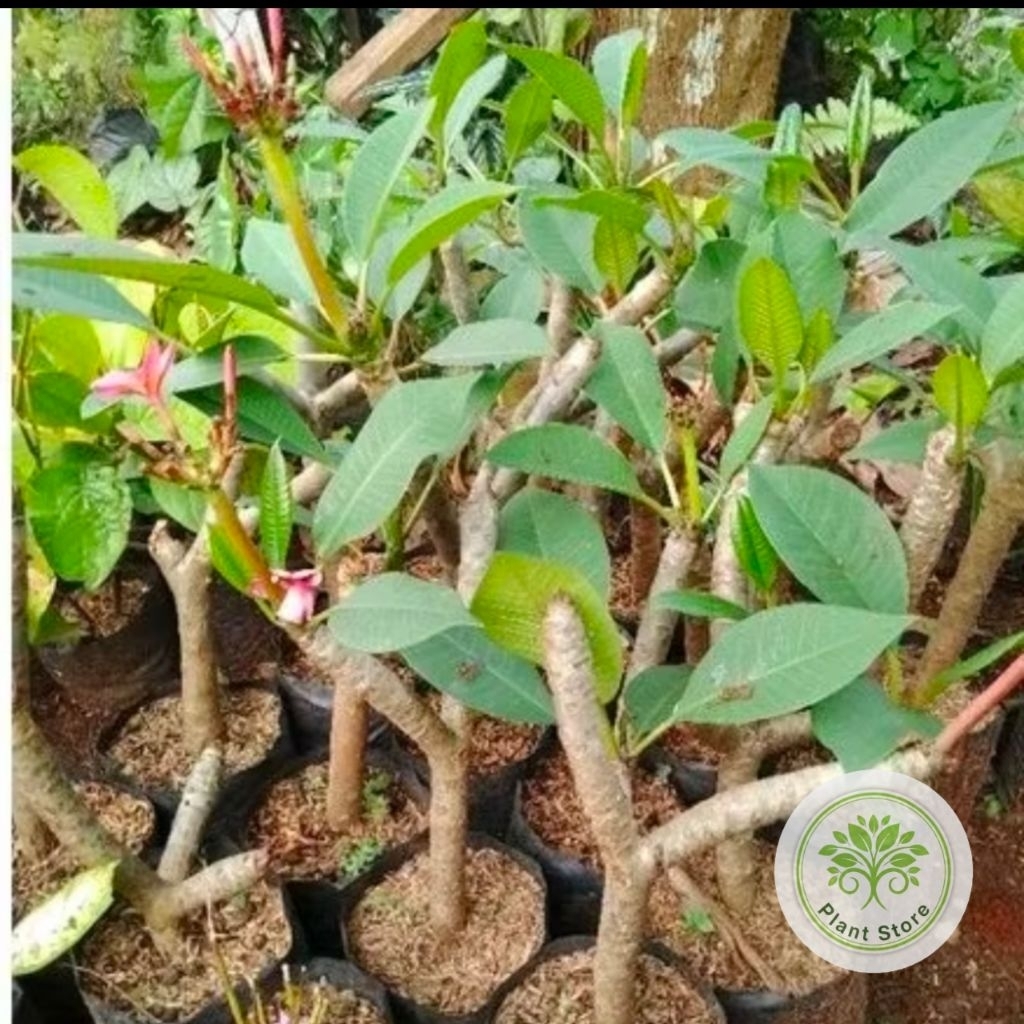 Tanaman Hias Bibit Kamboja Bali Sudah Berakar / Tanaman Kamboja bali Sudah bertunas / Tanaman kamboj