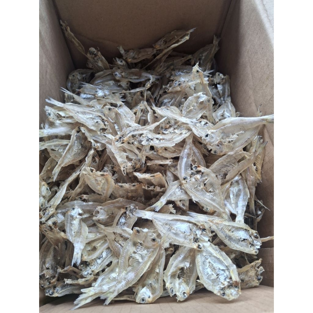 IKAN KALAPAN/PAKANG/BELAH KERING TAWAR KUALITAS PREMIUM